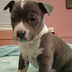 Meet your Posher, Lola